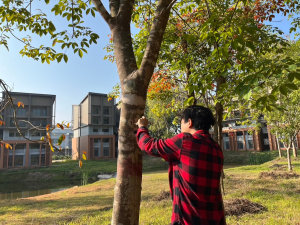 การประเมินปริมาณการกักเก็บคาร์บอนของต้นไม้ในพื้นที่มหาวิทยาลัยเชียงใหม่ พื้นที่ศึกษา: หอศิลปวัฒนธรรม หอประชุมมหาวิทยาลัยเชียงใหม่  และ พื้นที่การศึกษาฝั่งสวนดอก มหาวิทยาลัยเชียงใหม่